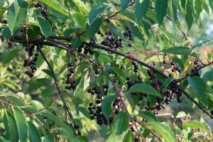 Wild Black Cherry Fruit